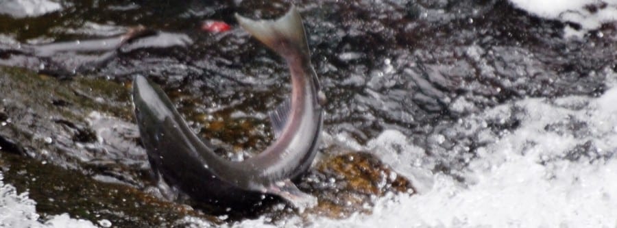 Salmon jumping out of a river