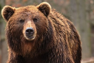 A large bear strolls his way across the Alaskan wilderness.