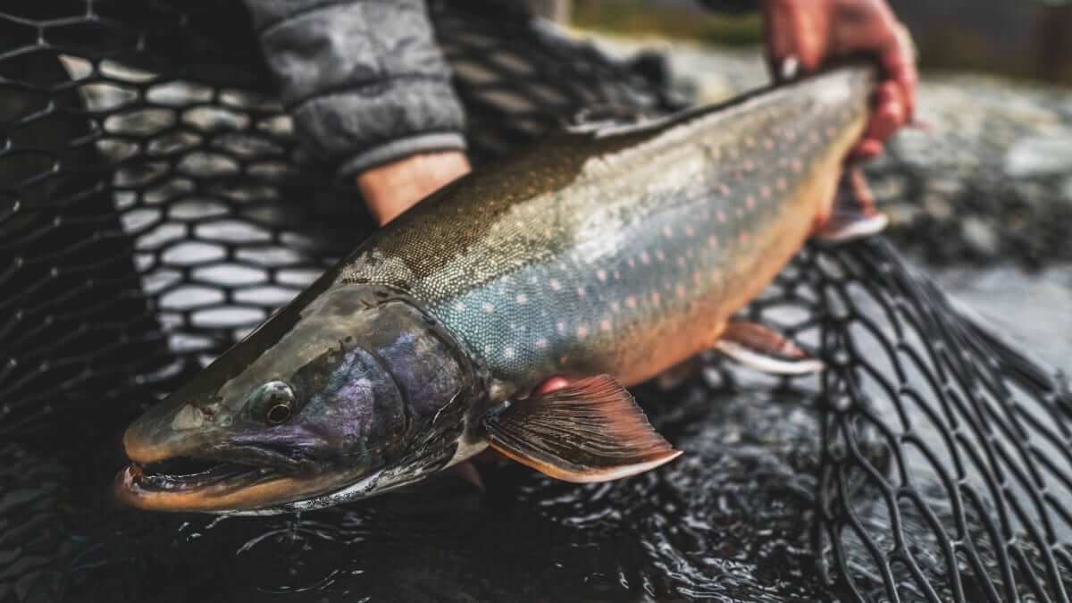 Alaska trout fishing trips